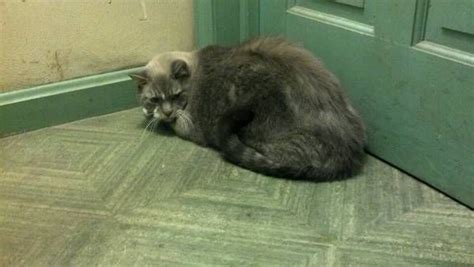 The thing about grey cats is that there are so many shades of grey and in fact, may cat fanciers call the color blue. as you read though and view the free kitty names, you'll find they have a lot of personality; grey cat found here in unionville, we are taking care of ...