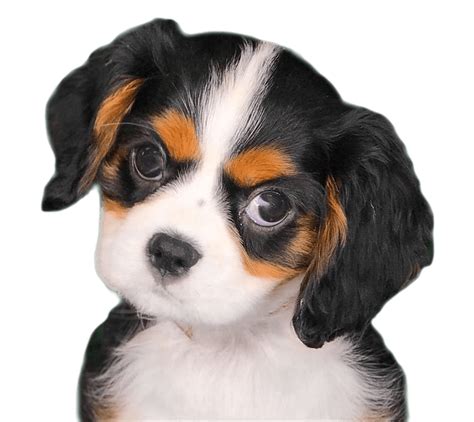 Your New Puppy Largest Selection Of Pure And Designer Puppies