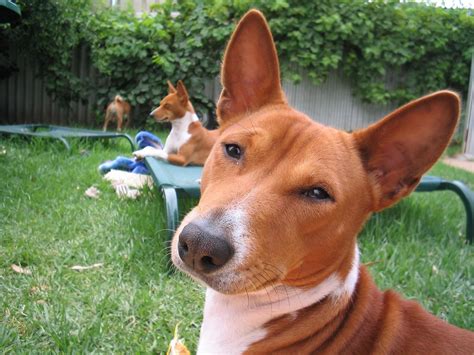 Basenji Breed Dogs Resting In The Yard Wallpapers And