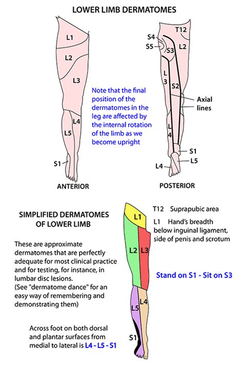 Lower Limb Nerves Dermatomes Lower Limb Physical Therapy