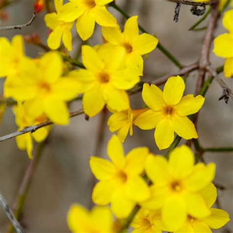Winter Jasmine Plants For Sale Online Nudiflorum Fragrant Easy To