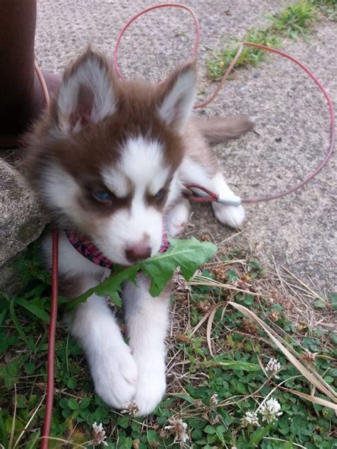 We did not find results for: Little Kesha Rose (With images) | Red husky puppies, Baby dogs, Siberian husky puppies