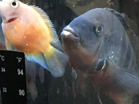 Firemouth White Lips Cichlid Fish Forum