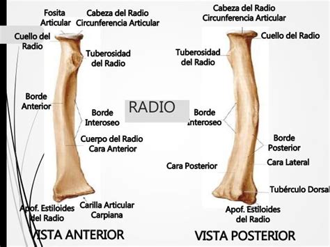 Sesion Radiologica Codo Antebrazo
