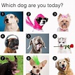 Which dog are you today? : dogmemes | Which dog are you, Interactive ...