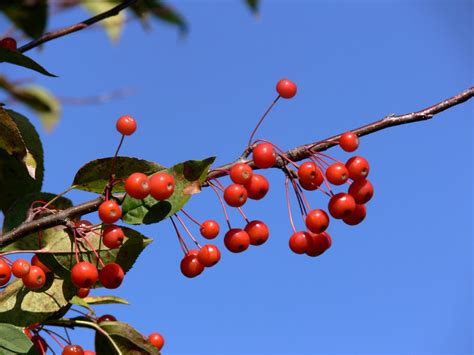 Red Berries Free Stock Photo Public Domain Pictures