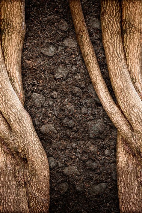 Brown Tree Bark Stock Image Image Of Plant Natural 33416161