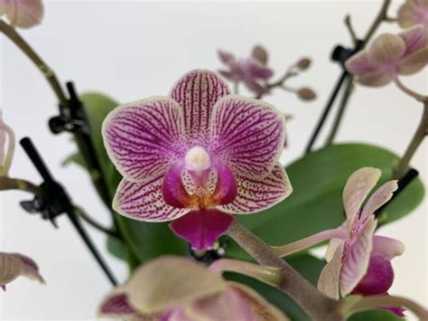 Phalaenopsis Sogo Mavis — Plant Wholesale Floraccess