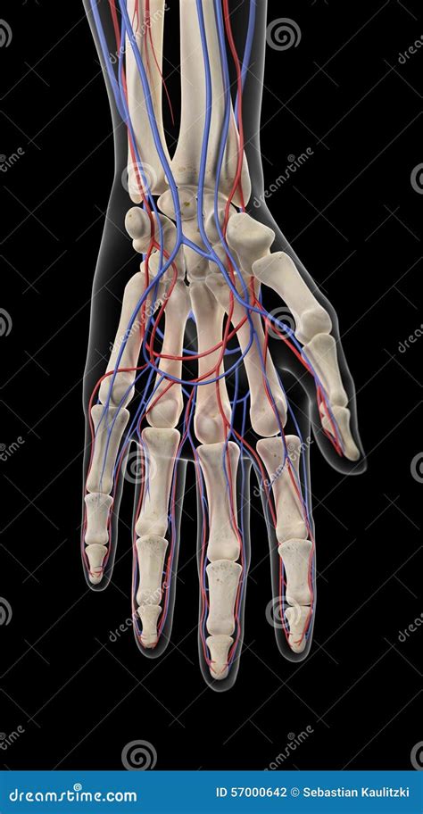 The Arteries And Veins Of The Hand Stock Illustration Image 57000642