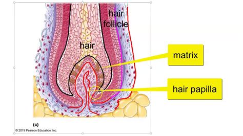 Hair Hair Follicle And Nail Structure YouTube