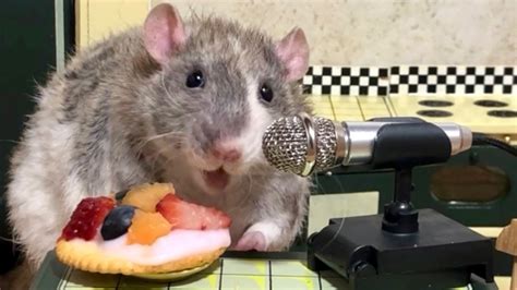 Cute Rats Eating Food To French Music Youtube