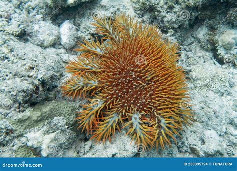 Crown Of Thorns Starfish Acanthaster Planci The World Largest