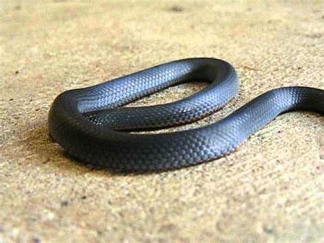 Black racers are very common in the southern part of the united. Blue belly black snake - YouTube