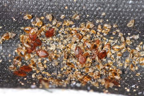 How To Identify Bed Bugs In Your Microwave Bedbugs