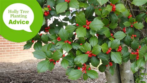 How To Plant A Holly Tree In The Ground Or In Pots And Other Containers