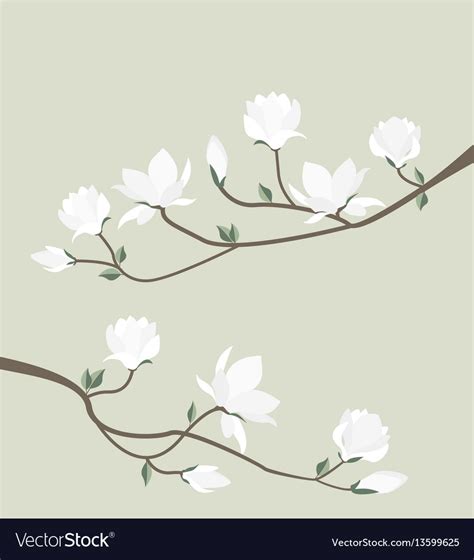 Magnolia Flowers Royalty Free Vector Image VectorStock