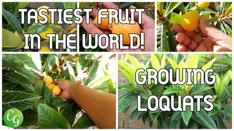 Loquats Growing Fruit Trees How To Introduce Yourself Make It