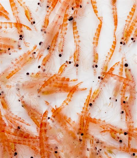 Krill oil is cleaner, more environmentally sustainable, and does not contain synthetic oils. Is Krill Oil Better than Fish Oil? - Planet Organics
