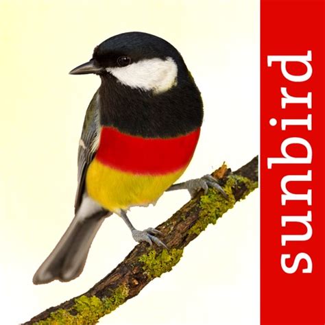 Birds Of Germany A Field Guide To Identify The Bird Species Native To