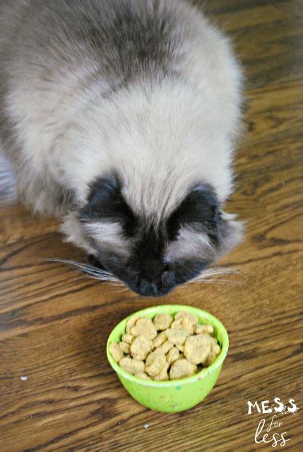 Collection of recipes for kitty treats, health food will keep your cat coming back for more. Homemade Cat Food Recipes | Homesteading Simple Self ...