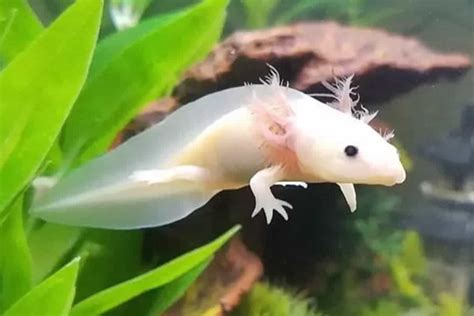 What Food To Feed To Axolotl What Does Axolotl Eat