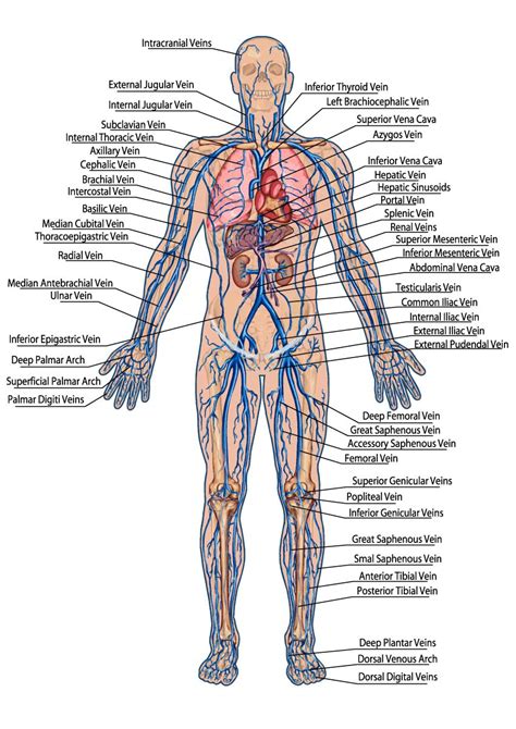 Arterial supply of the body is formed by a network of arteries that carry the blood to. Human Veins Diagram - Click through for the full ...
