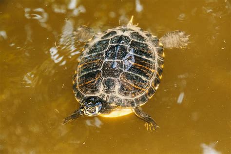 Brown Turtle Floating On The Water Stock Photo Image Of Green Armor