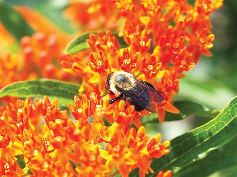 Pollinator Garden In Pittsboro Feeds Bees Local Economy The Chatham