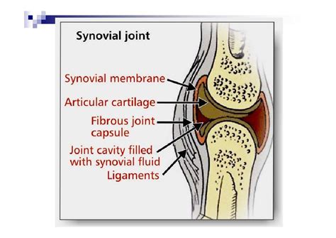 Cartilage And Joints