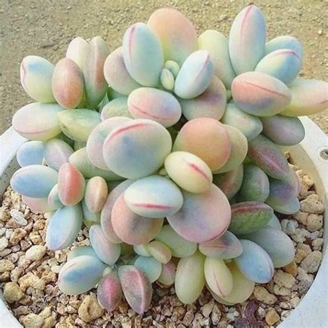 One Of My Favorite Rainbow Cotyledon Orbiculata Variegated Succulent
