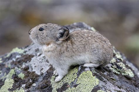 Collared Pika Denali National Parks Alaska 1702 Alan Gutsell Flickr