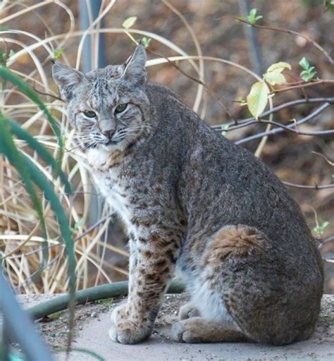 The bobcat is a close relative of the somewhat larger canada lynx (lynx canadensis). Backyard Bobcats of L.A. | Natural History Museum