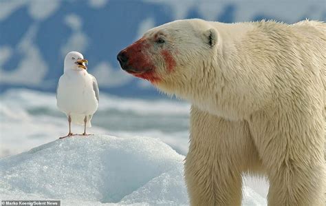 Hilarious Polar Bear Pokes His Tongue Out At A Laughing Seagull It Is