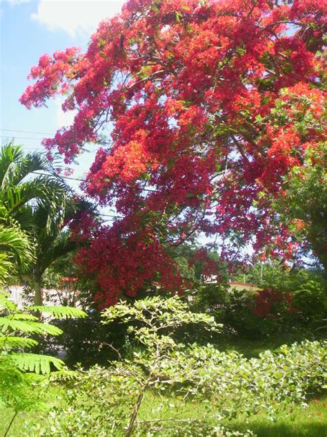 Flamboyan Tree National Tree Of Puerto Rico It Is Very Common In