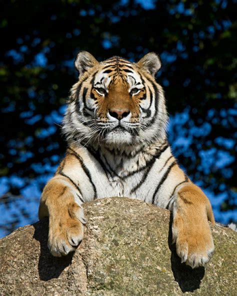 158 Best Orange Tiger Images On Pinterest Big Cats Wild Animals And