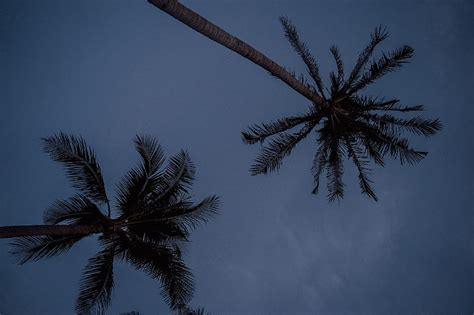 Green Palm Tree Under Blue Sky Hd Wallpaper Peakpx