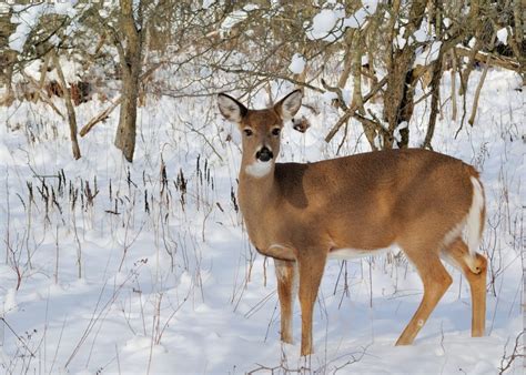 17729263 Whitetail Deer Doe Standing In The Woods In Winter Snow
