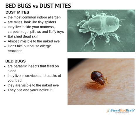 Dust mites multiply easily in bedding and mattresses. 14 Effective Home Remedies to Control Indoor Allergens ...