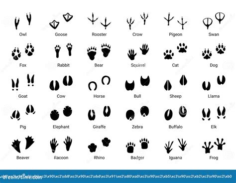 Animal Footprint Black Silhouettes Of Different Wild Animals And Birds