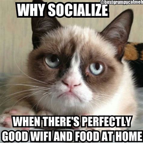 16 Of The Best Grumpy Cat Memes Catster