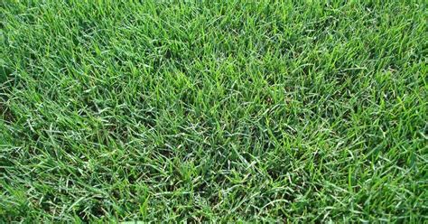 Bermuda Grass And Centipede Grass Best Manual Lawn Aerator
