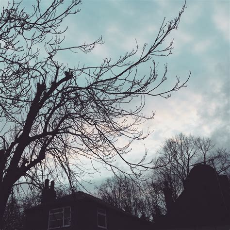 Free Images Tree Nature Branch Winter Cloud Sky Morning