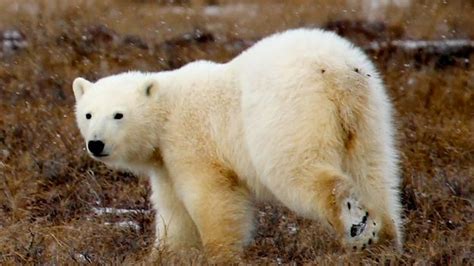 Bbc Earth Will Polar Bears Become Extinct