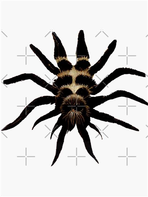 Tarantula Spider Spiders Graphic Illustration Sticker For Sale By