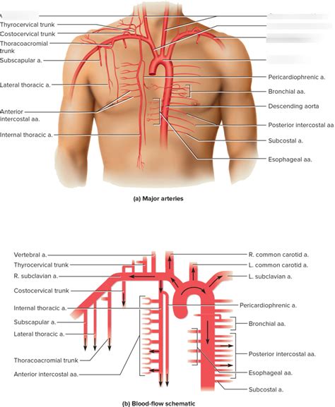 Chest Arteries Diagram Quizlet