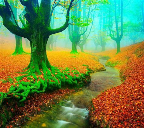 Misty Autumn Forest Wallpapers Wallpaper Cave