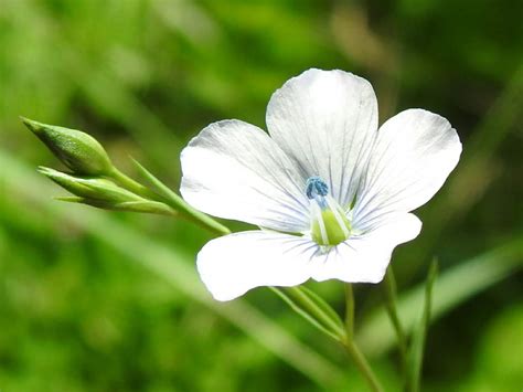 Linum Usitatissimum Linaceae