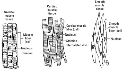 A Clinical Overview Of Muscle Types Dummies