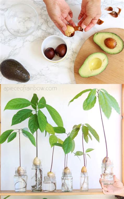 You can grow cactus from seeds. How to Grow Avocado from Seed (2 Easy Ways!) in 2020 ...