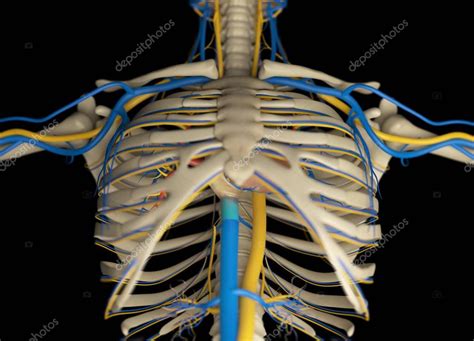 The rib cage protects the organs in the thoracic cavity, assists in respiration, and provides support for. Human rib cage anatomy model — Stock Photo ...